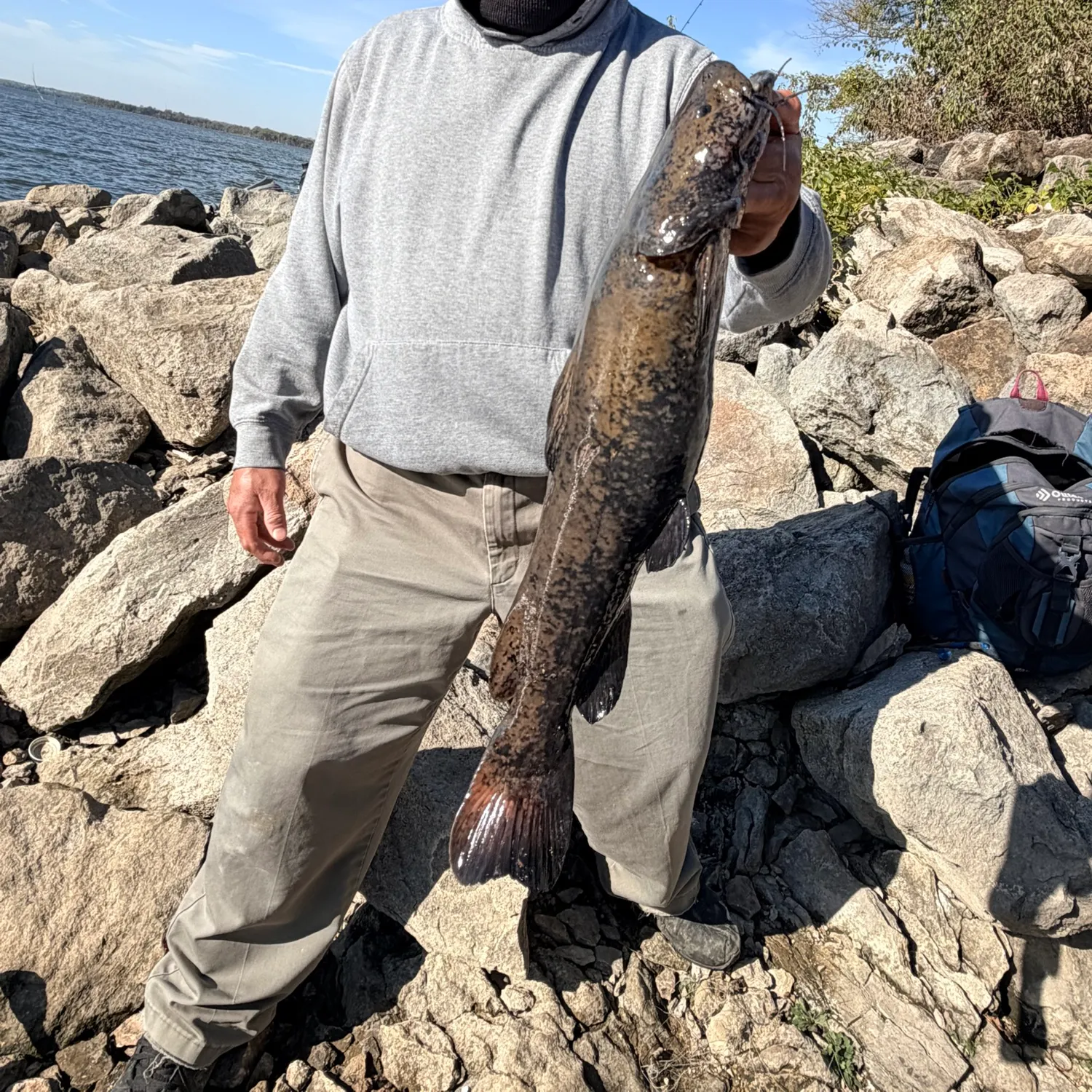 Flathead catfish caught on Fishbrain