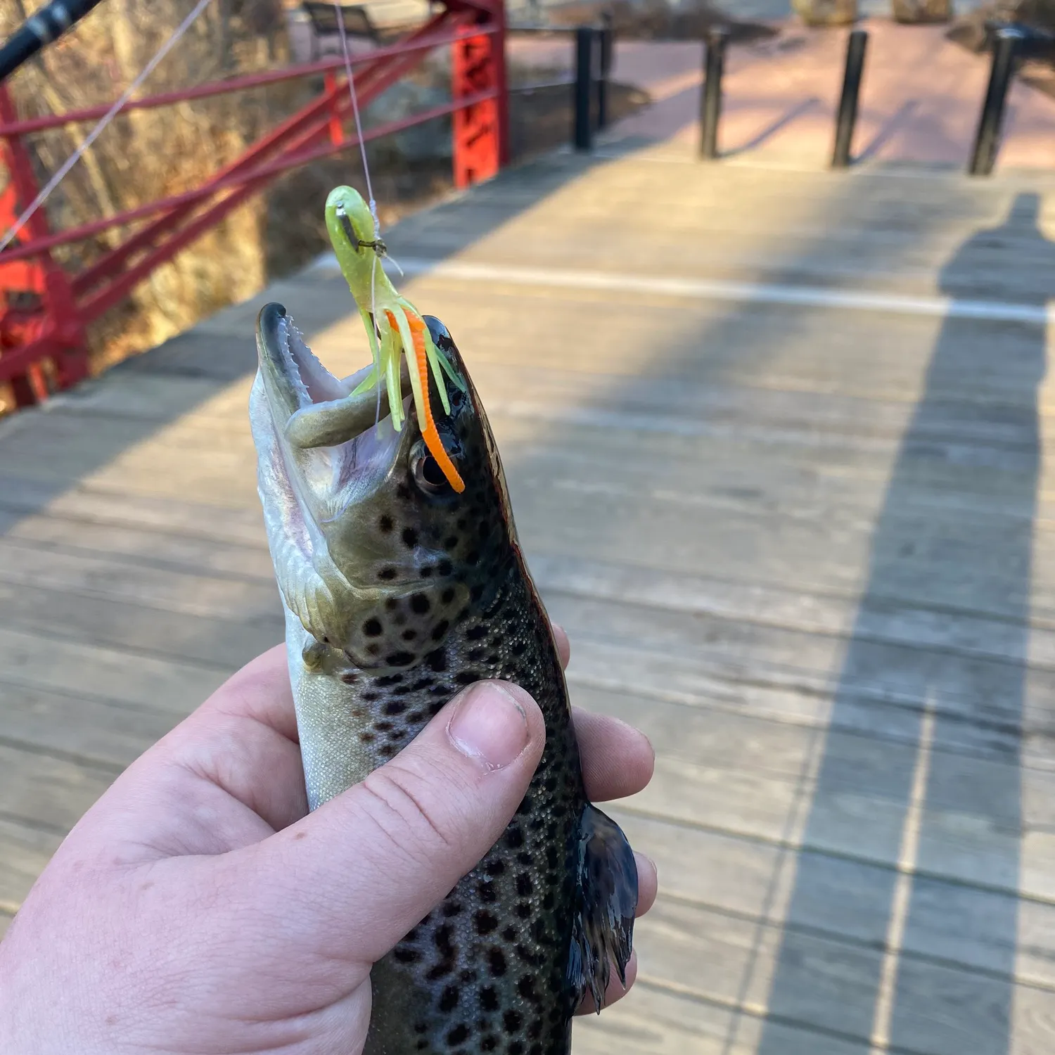 The most recent Brook trout catches on Fishbrain