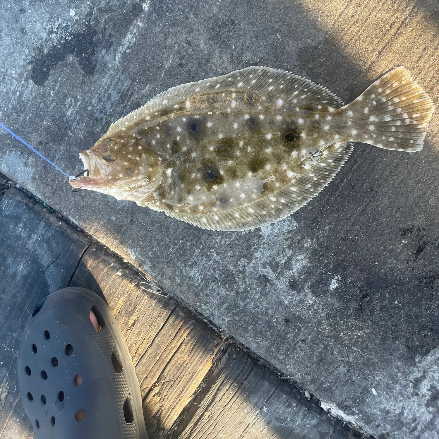 The most recent Gulf flounder catches on Fishbrain