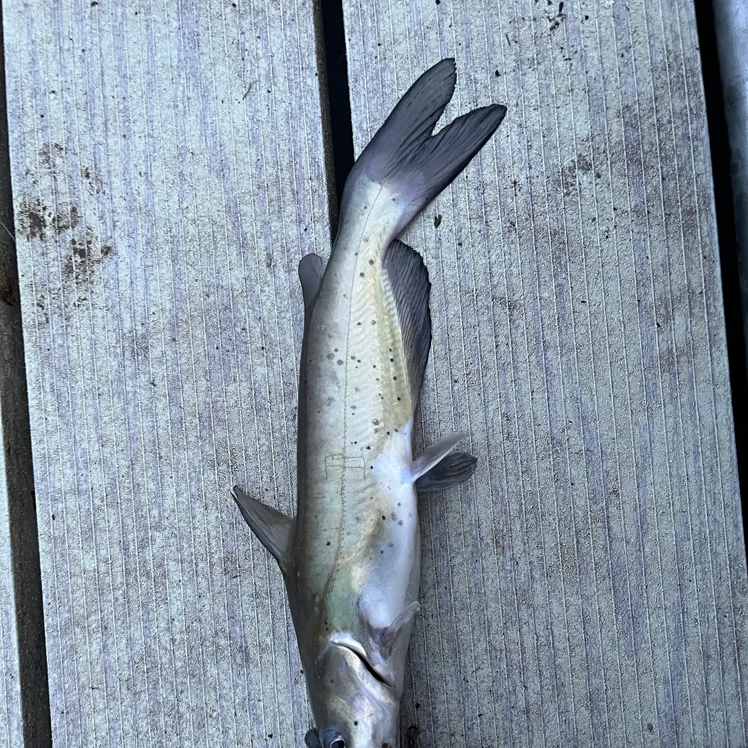 Channel catfish caught on Fishbrain