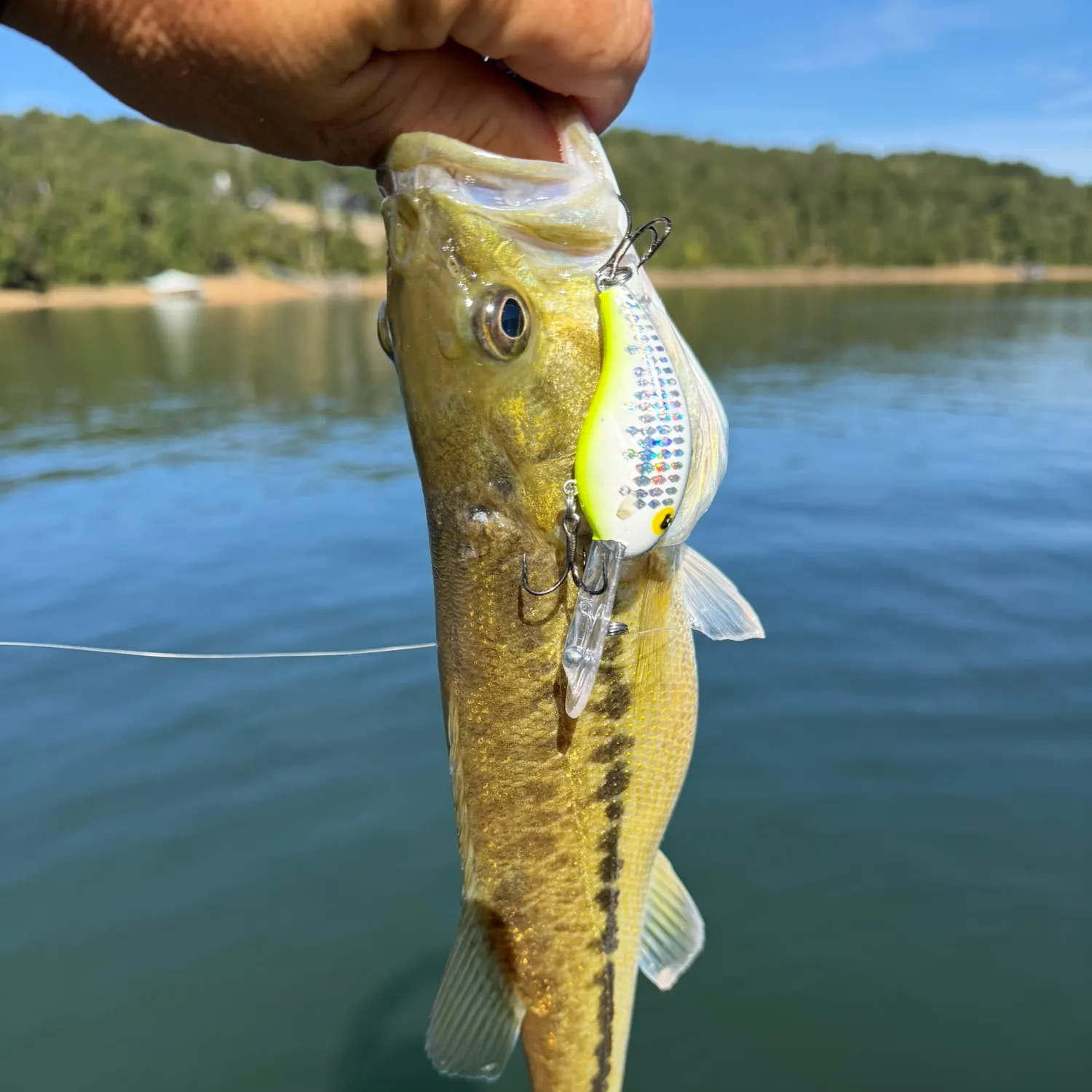 Spotted bass caught on Fishbrain