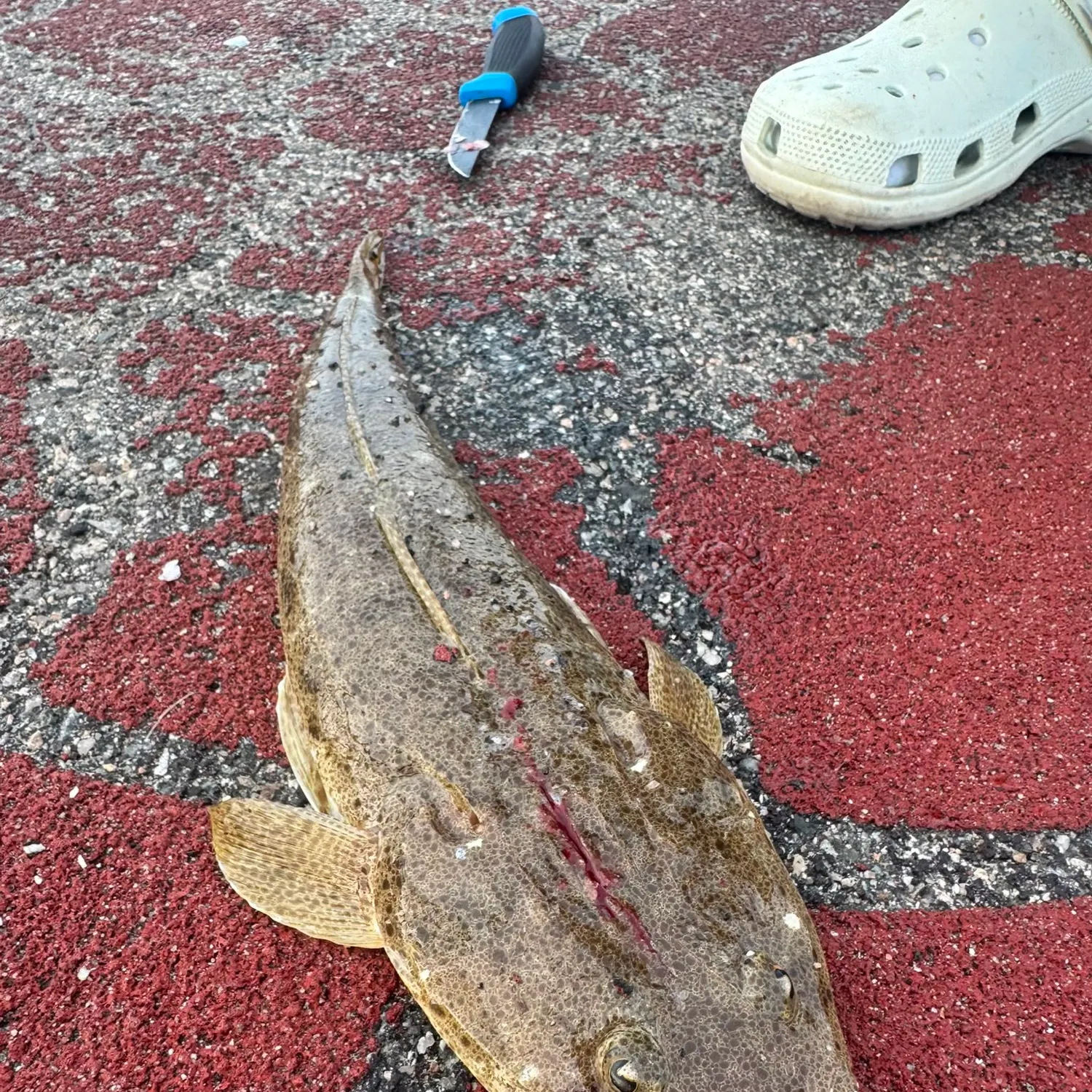 The most recent Dusky flathead catches on Fishbrain