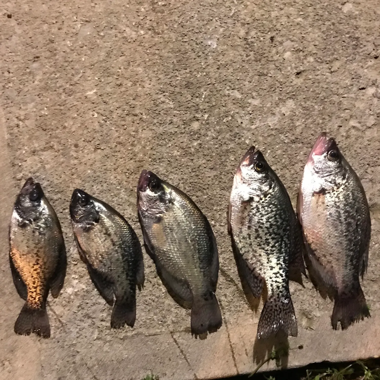 recently logged catches