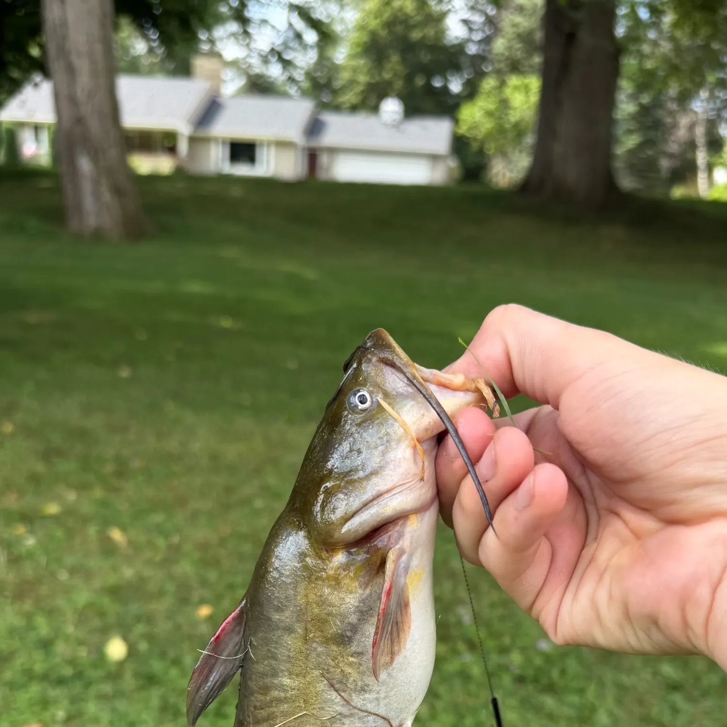 catch