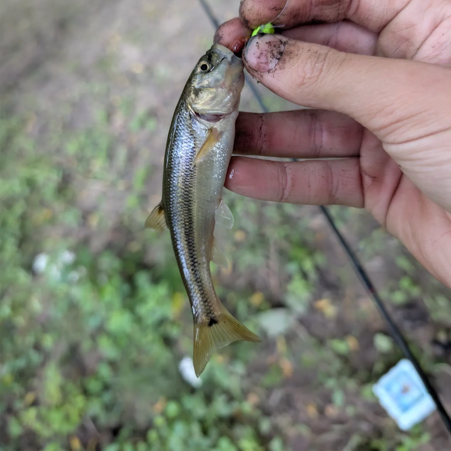 Creek chub caught on Fishbrain