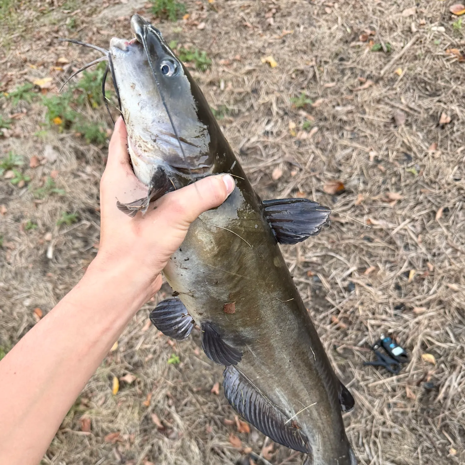 Channel catfish caught on Fishbrain