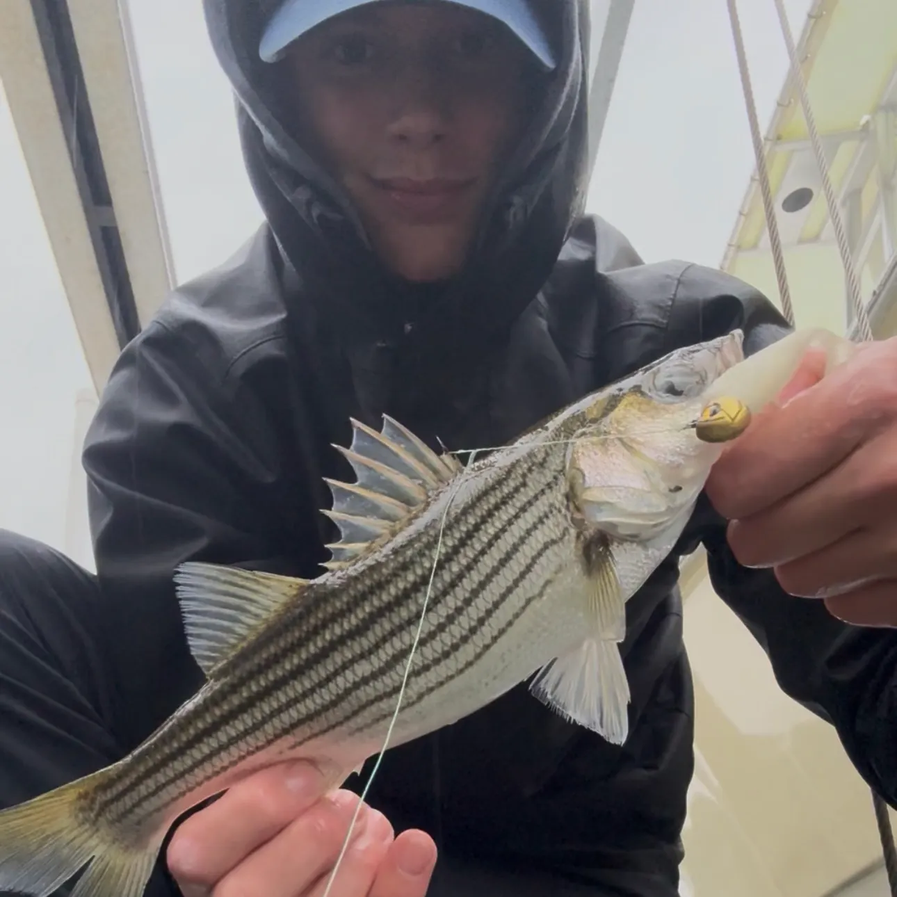 Striped bass caught on Fishbrain