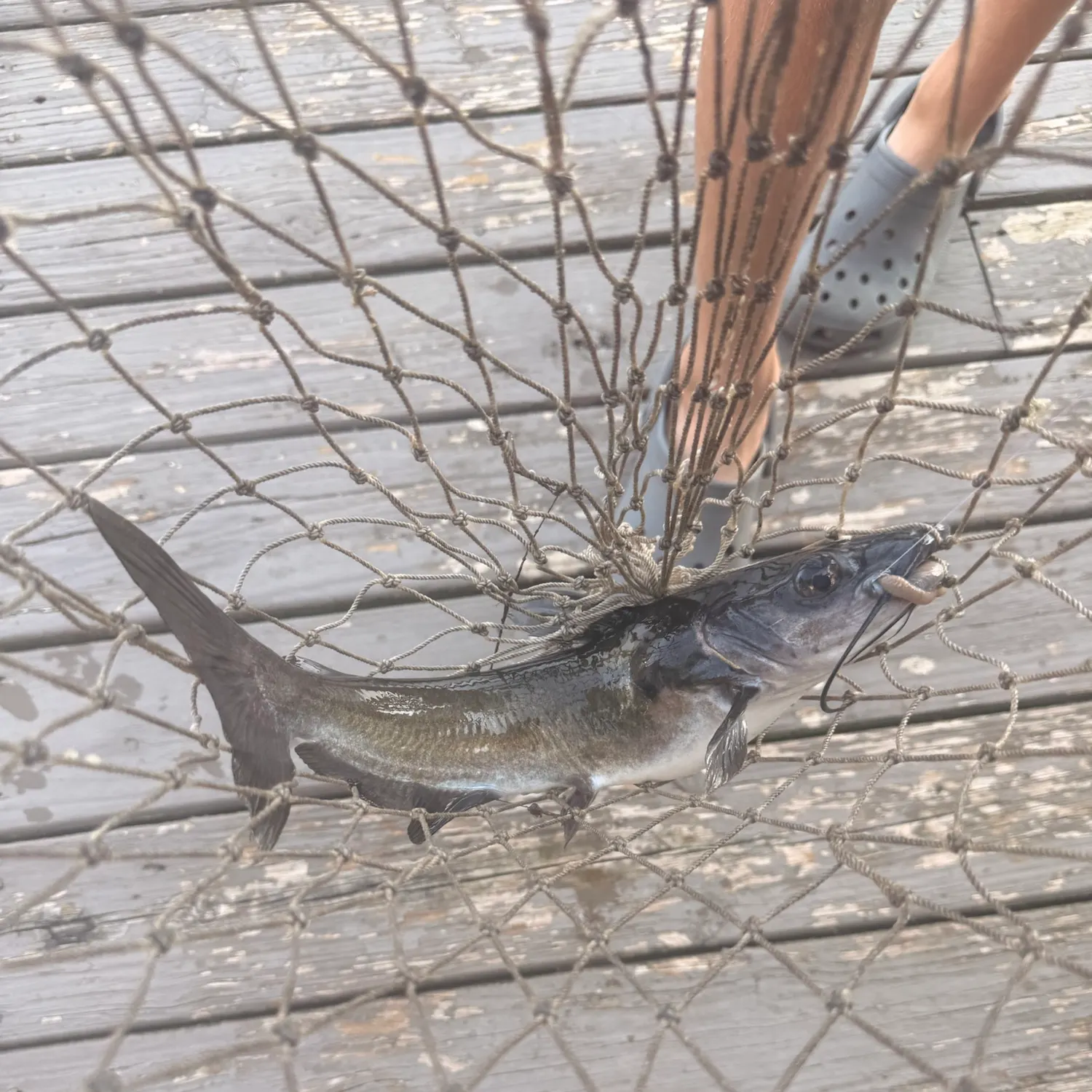 Channel catfish caught on Fishbrain