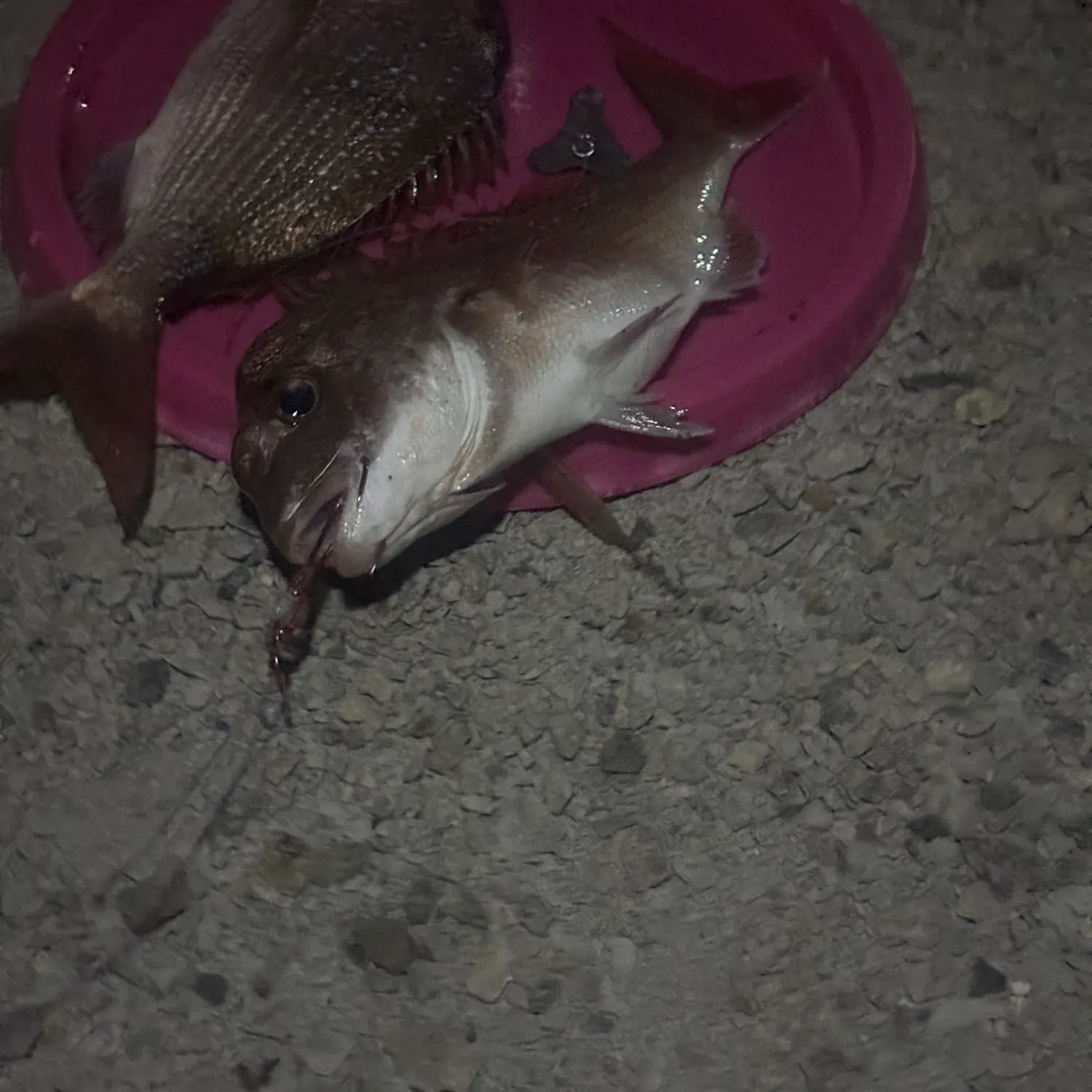 The most recent Southern calamari catches on Fishbrain