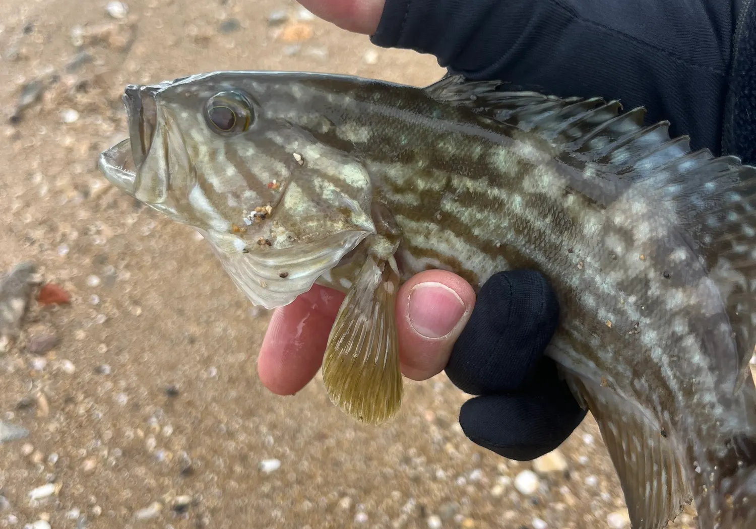 Broomtail grouper