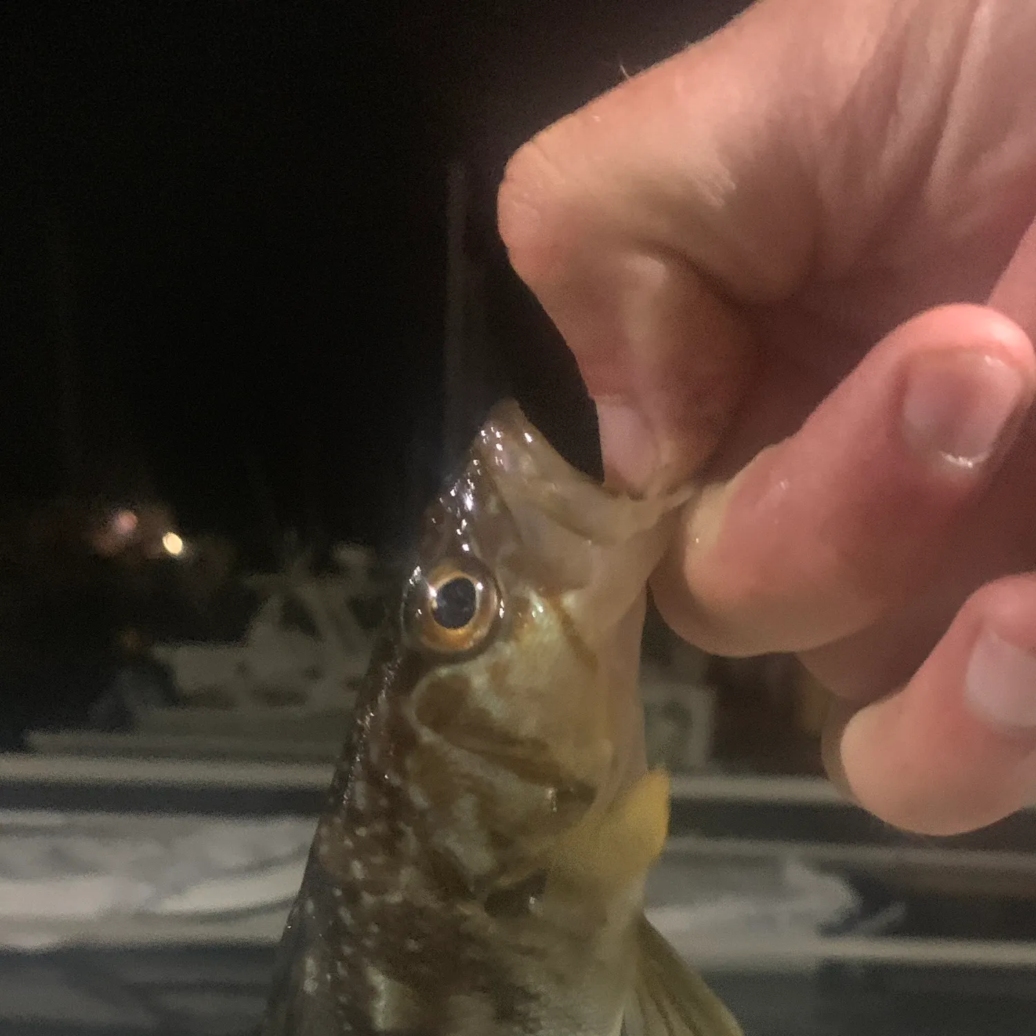 The most recent Kelp bass catches on Fishbrain