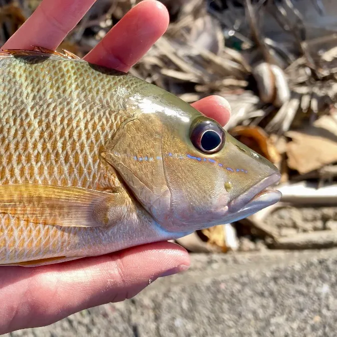 The most recent Dog Snapper catches on Fishbrain