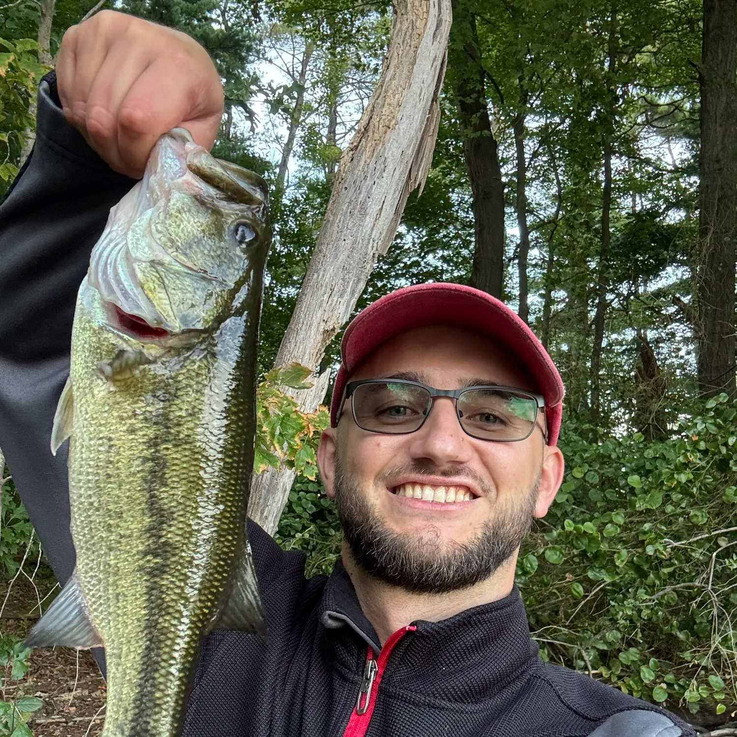 Largemouth bass caught on Fishbrain