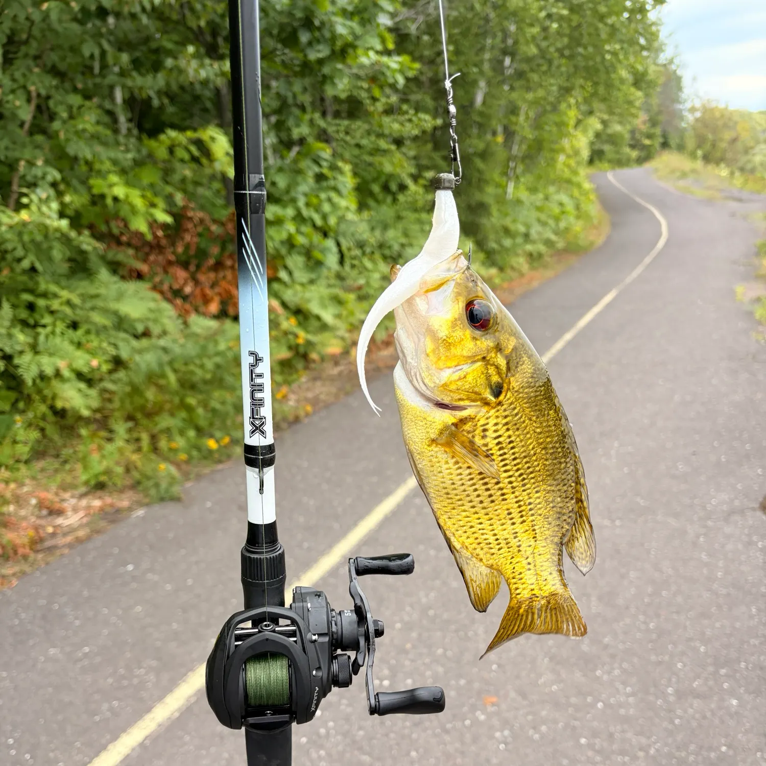 Rock bass caught on Fishbrain