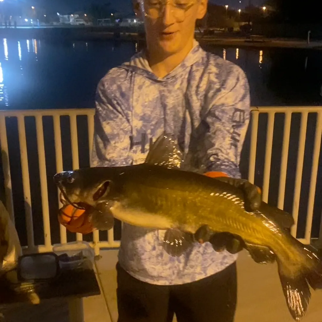 Channel catfish caught on Fishbrain