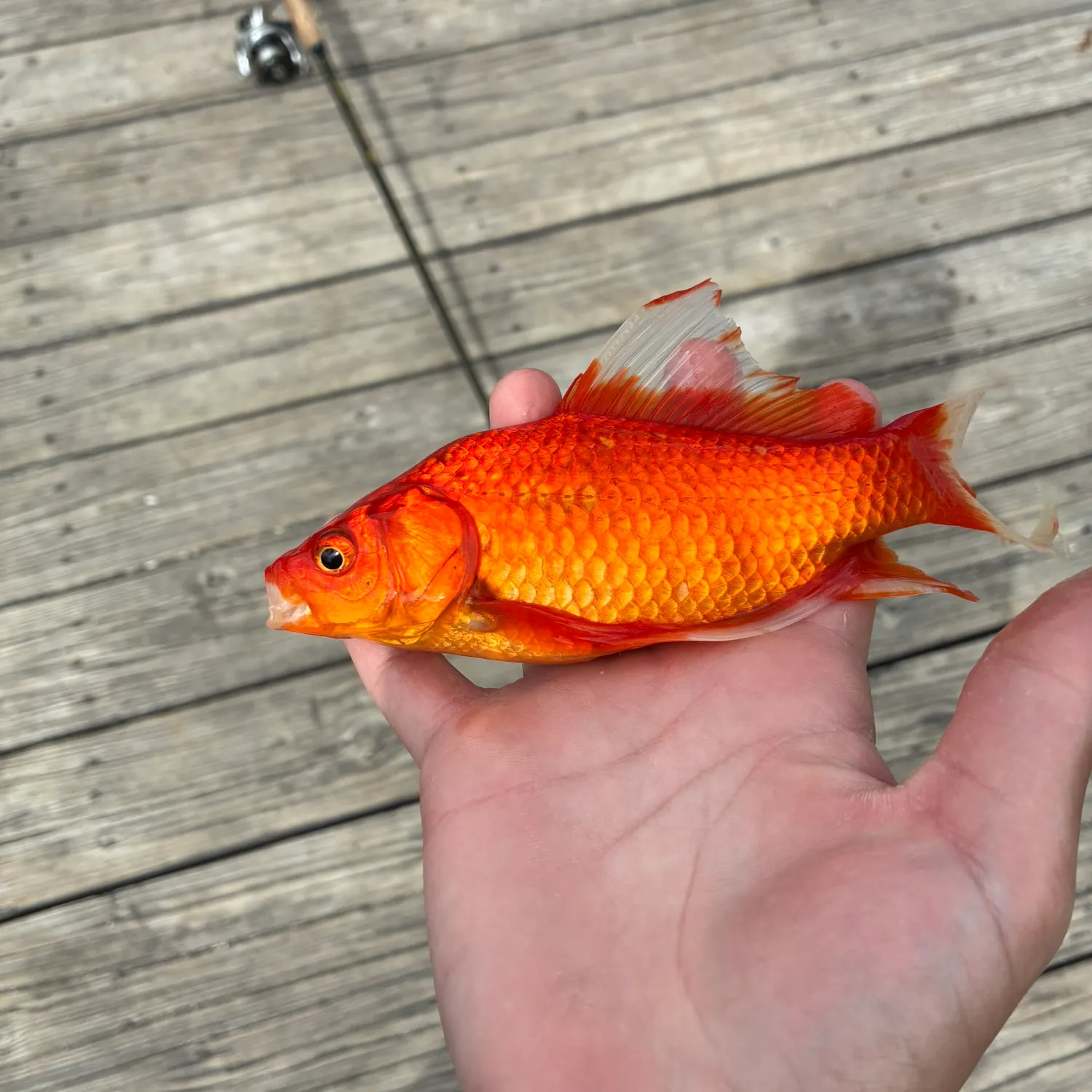 The most recent Goldfish catches on Fishbrain