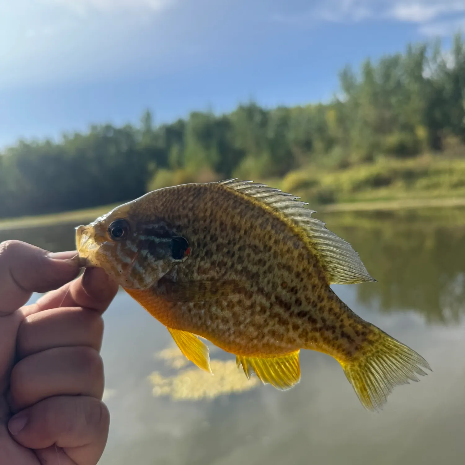 Pumpkinseed caught on Fishbrain