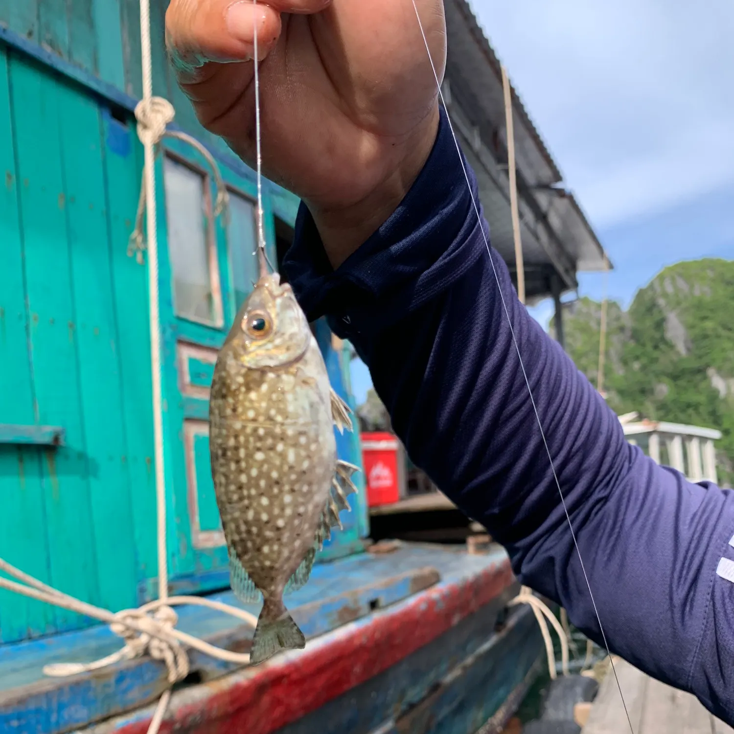 The most recent Marbled Spinefoot catches on Fishbrain