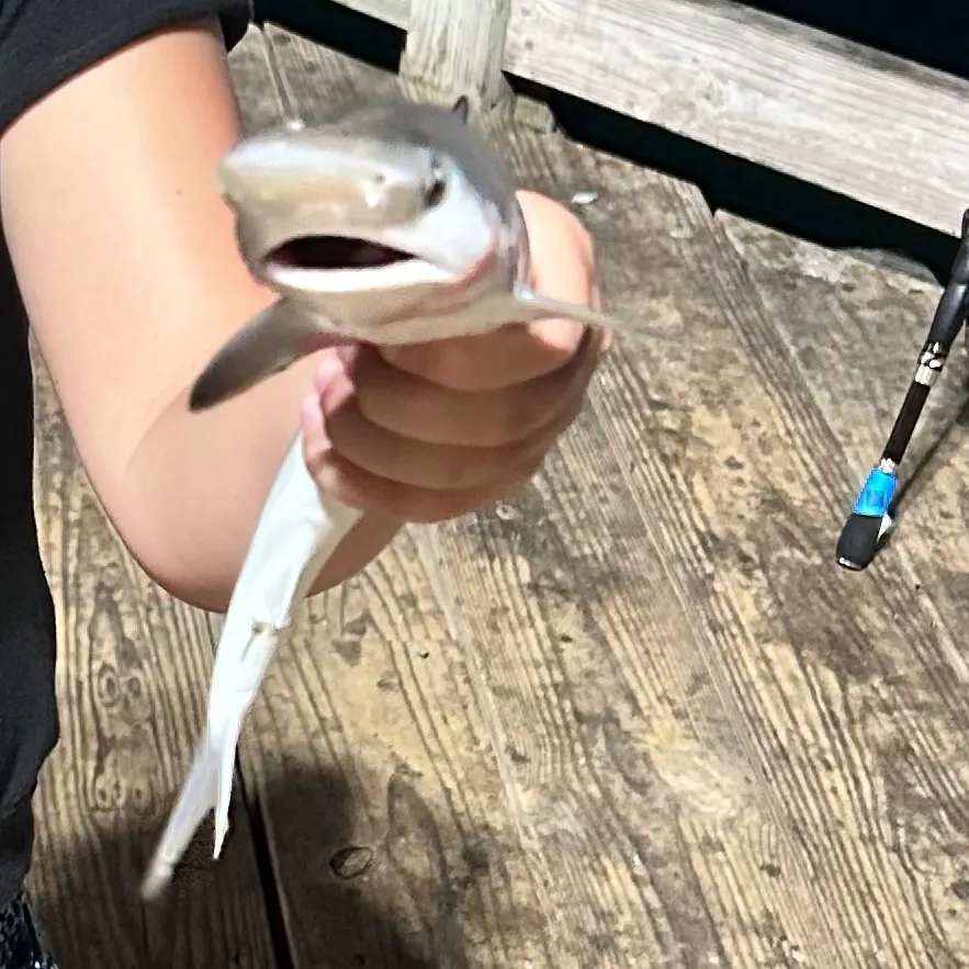 The most recent Bull shark catches on Fishbrain
