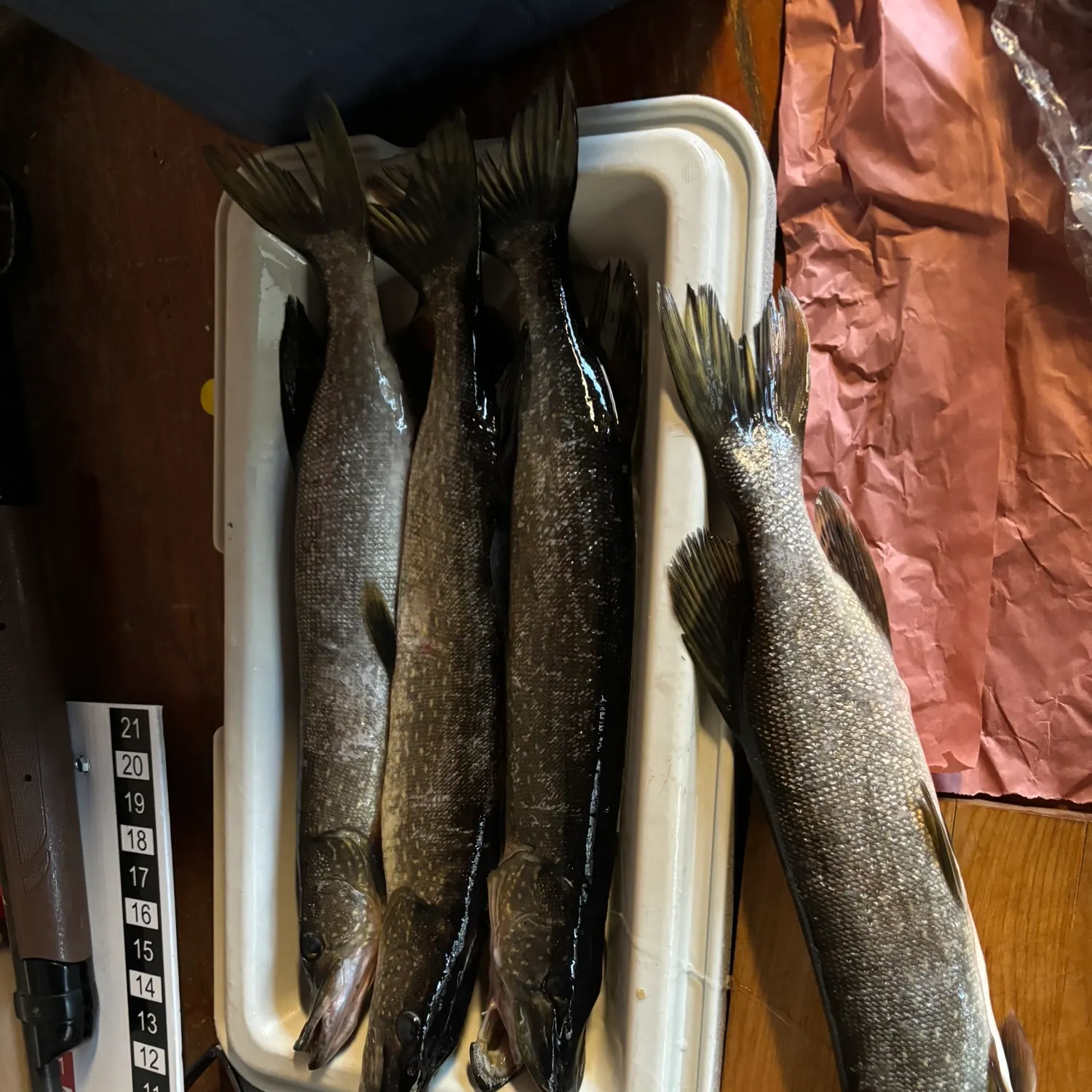 recently logged catches