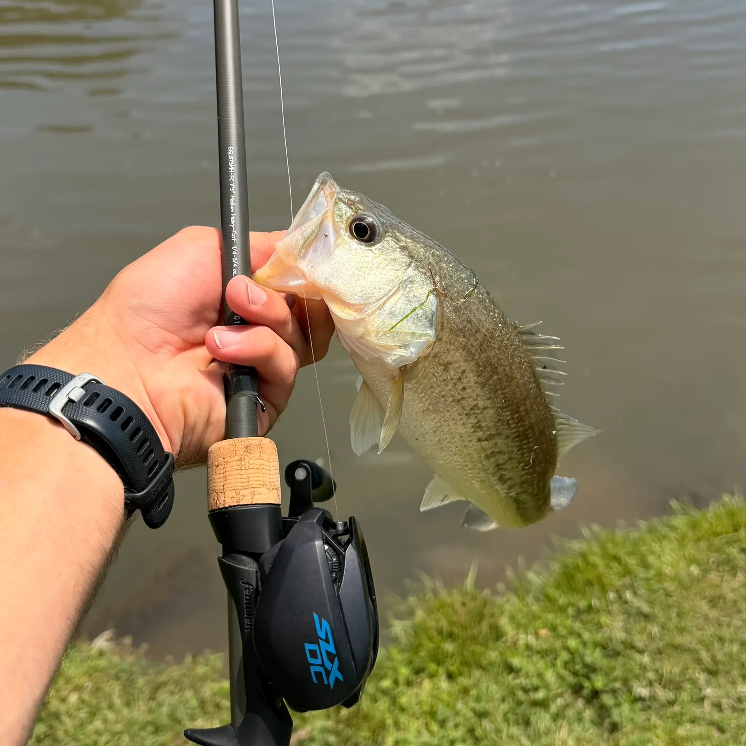 Largemouth bass caught on Fishbrain