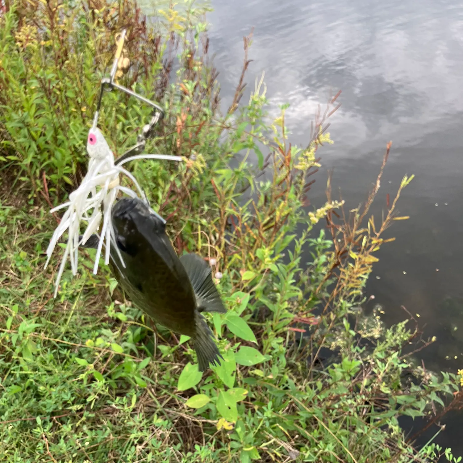 Bluegill caught on Fishbrain