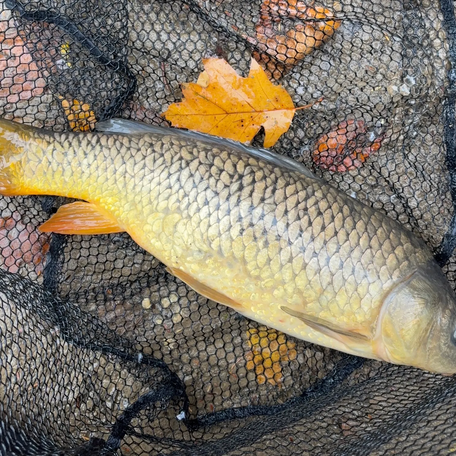 Common carp caught on Fishbrain