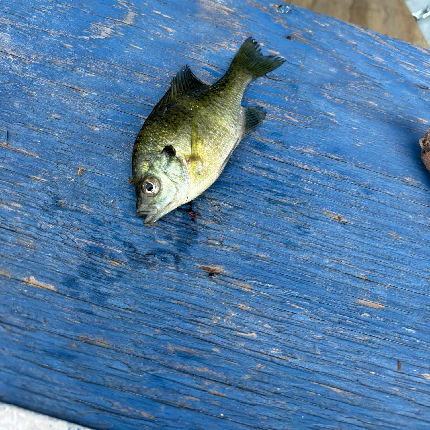 Fish caught on Fishbrain