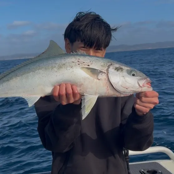 Southern yellowtail amberjack caught on Fishbrain