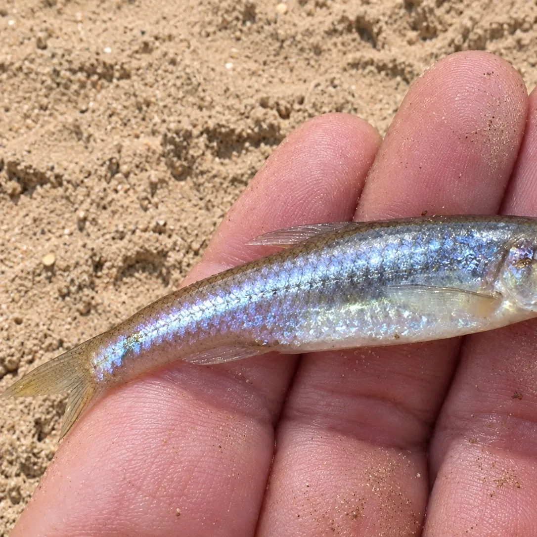 Bluntnose minnow caught on Fishbrain