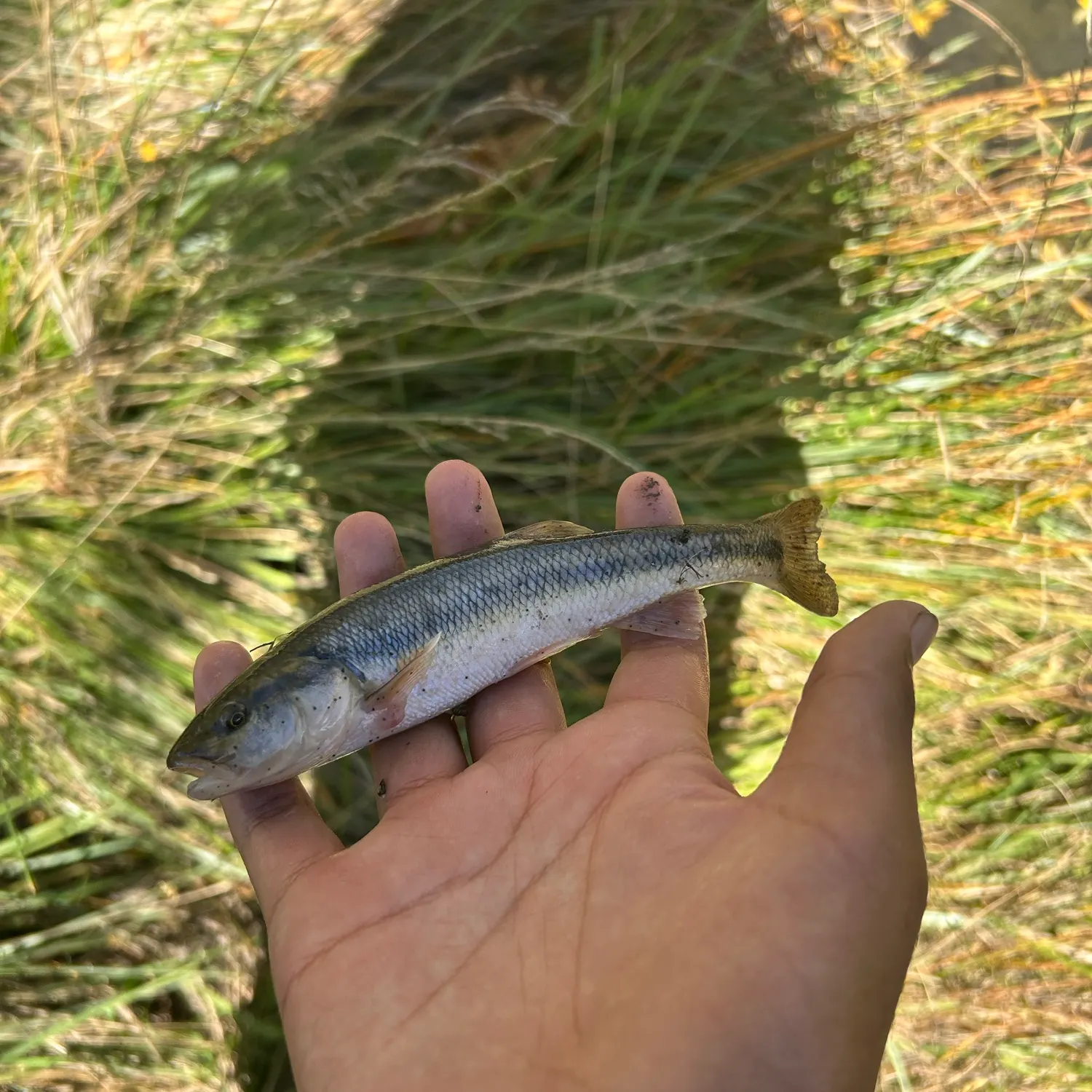 Creek chub caught on Fishbrain
