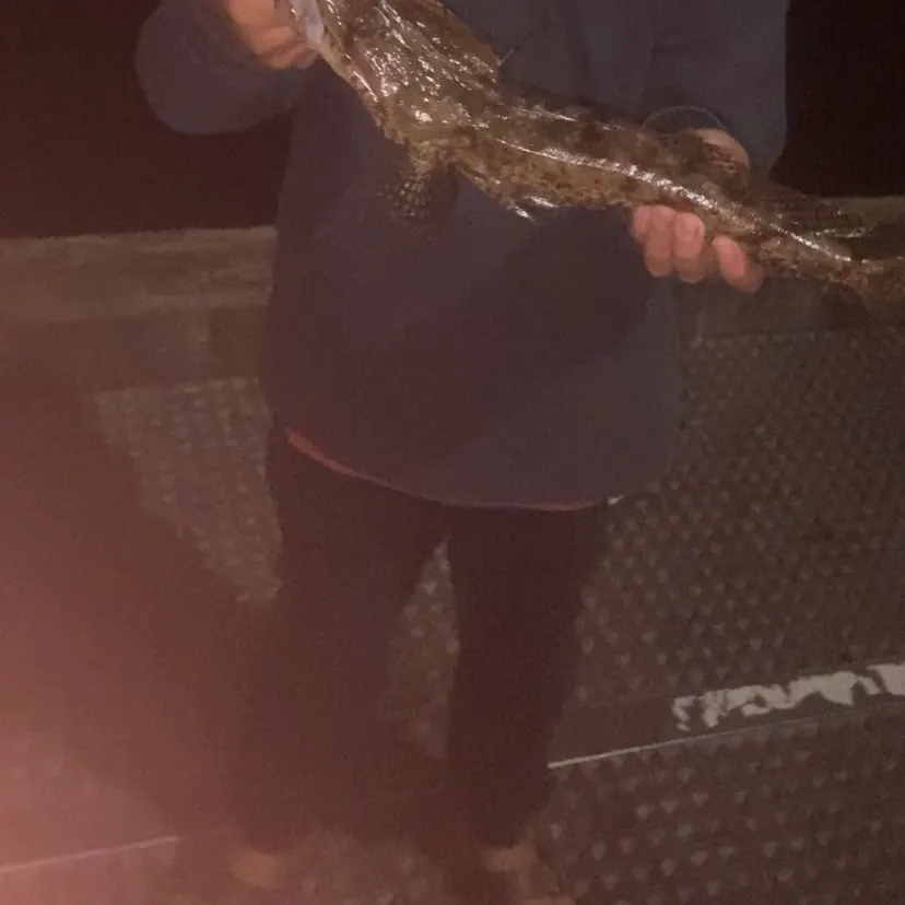 The most recent Rock flathead catches on Fishbrain