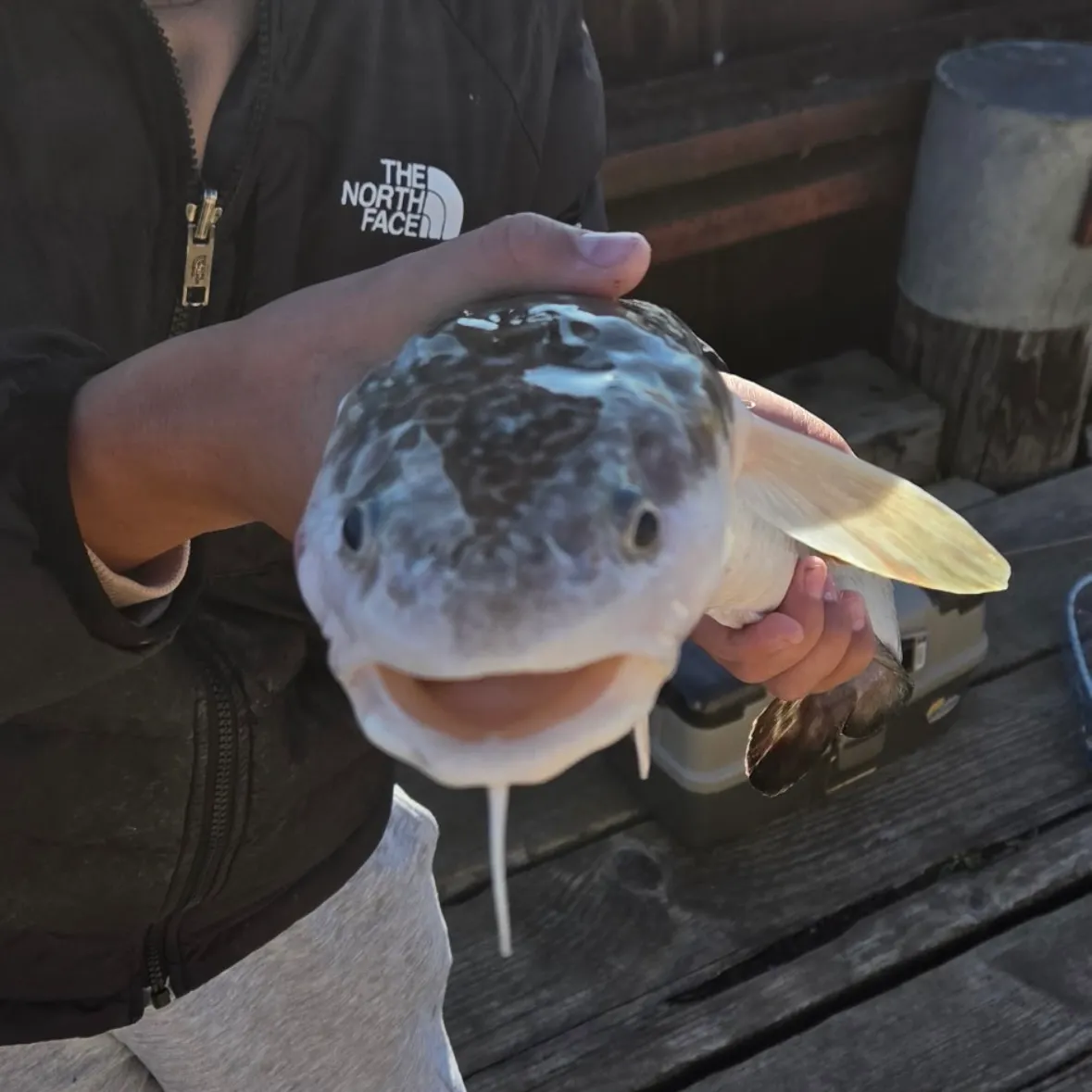 Burbot caught on Fishbrain