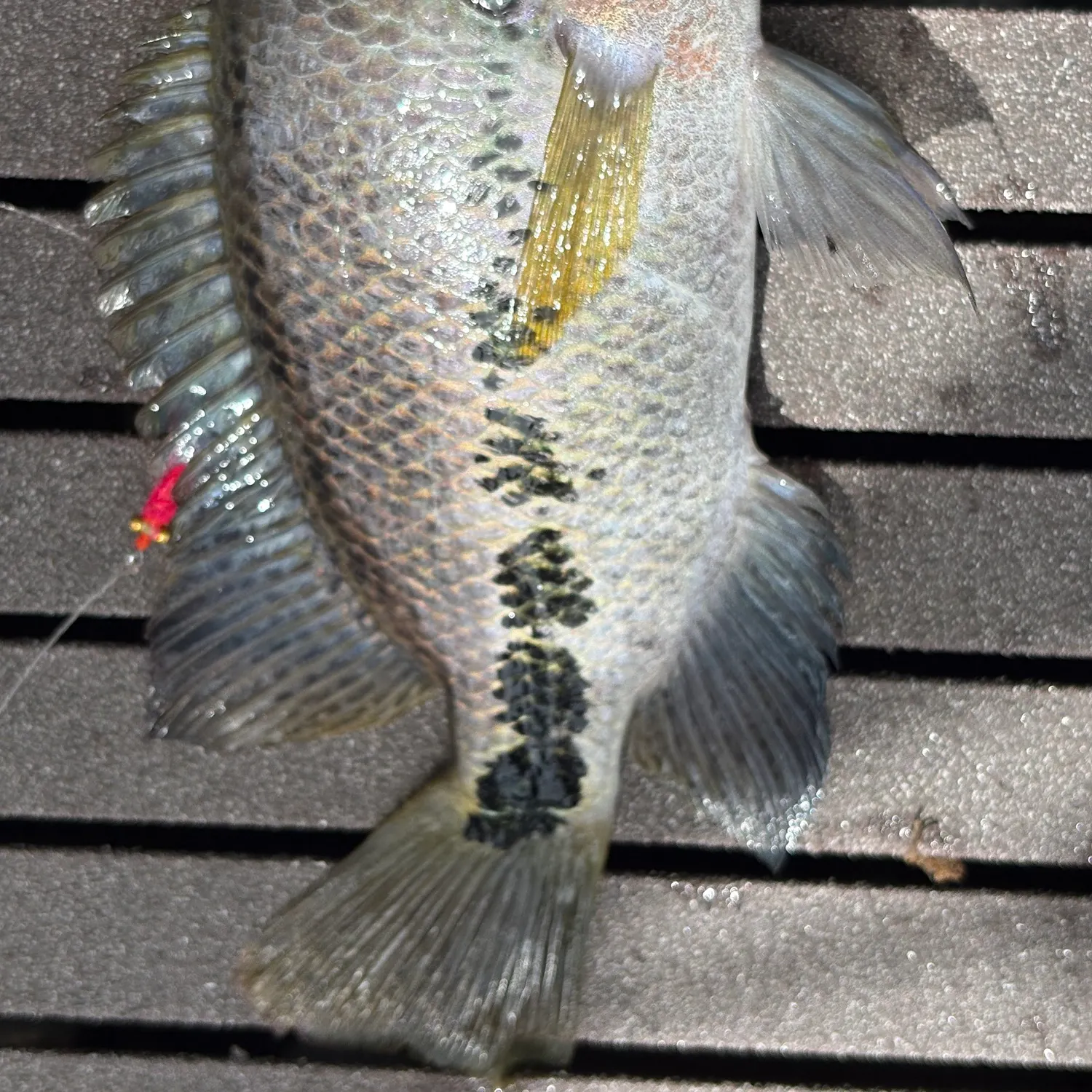The most recent Redhead cichlid catches on Fishbrain