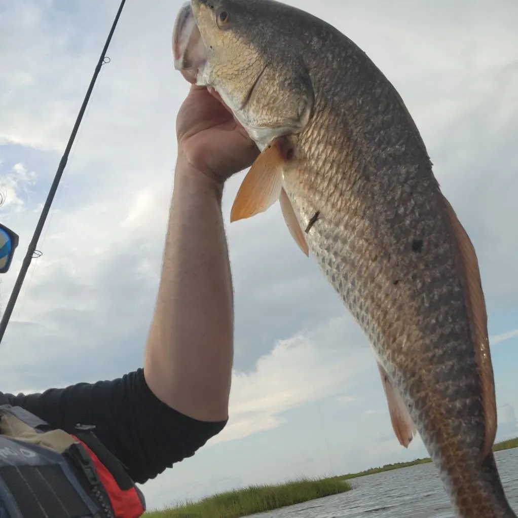 The most recent Red drum catches on Fishbrain