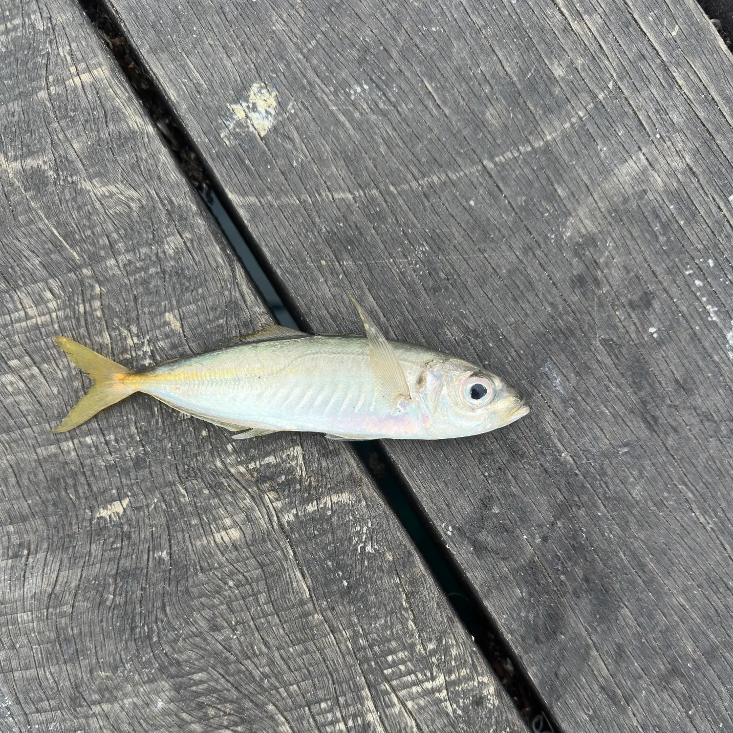 Yellowtail scad caught on Fishbrain