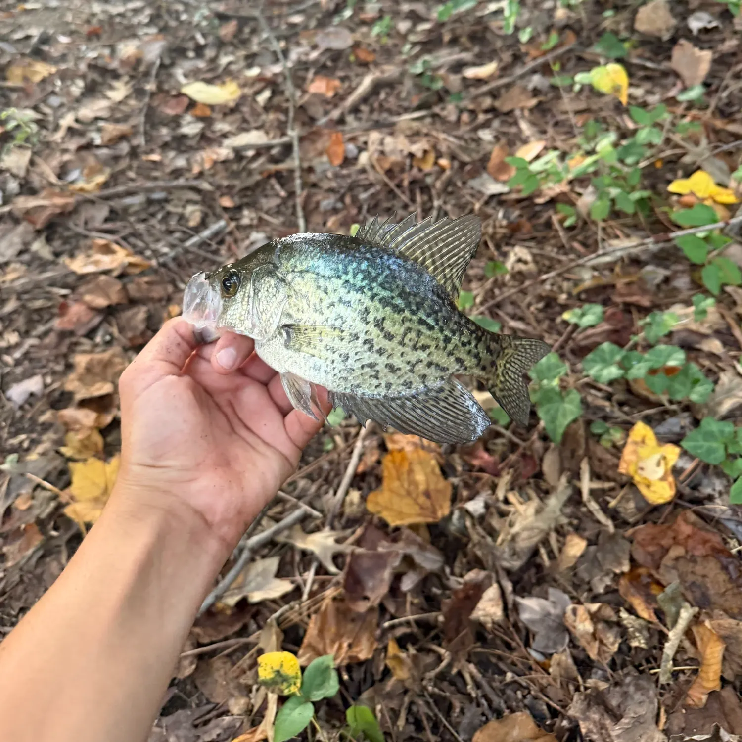 Black crappie caught on Fishbrain