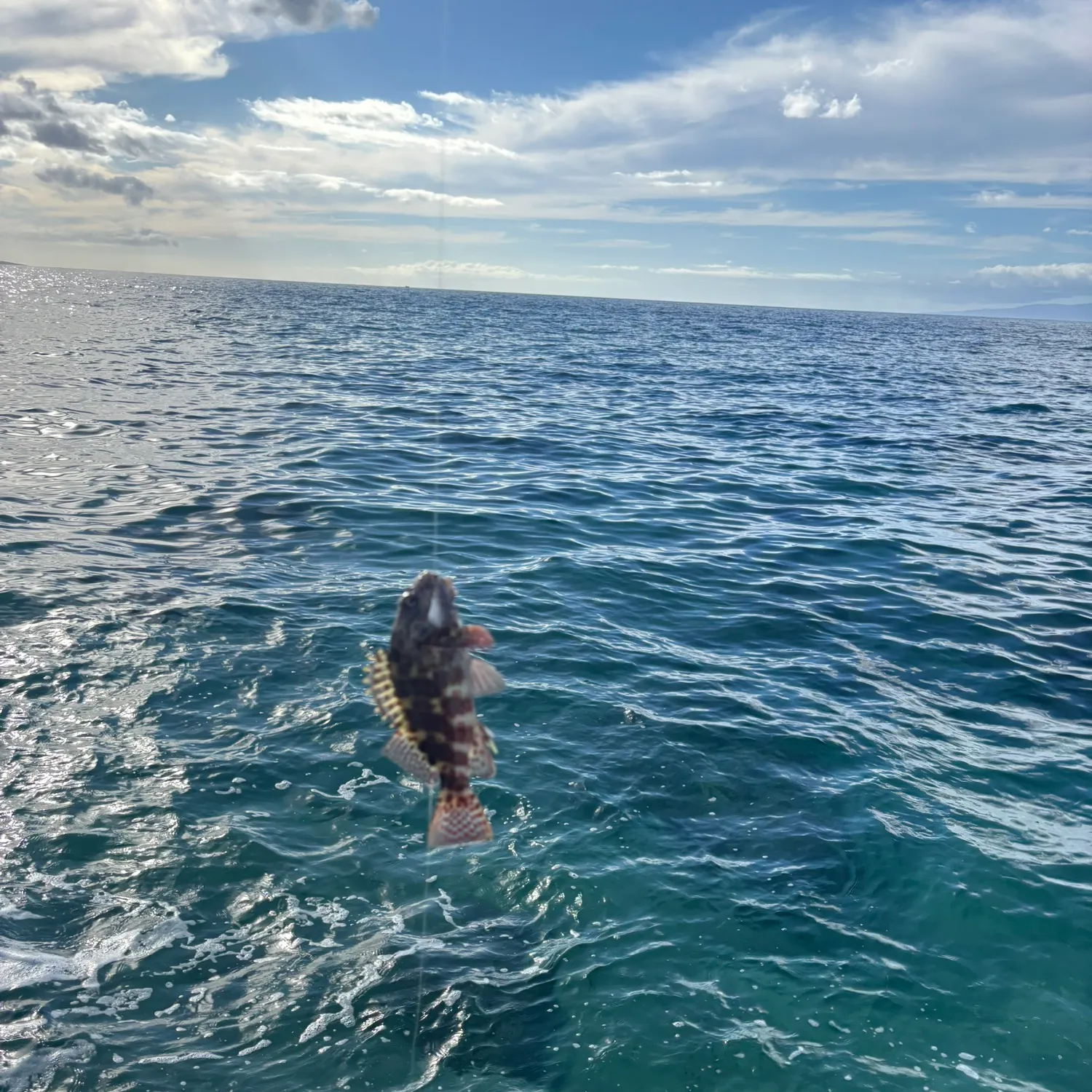 The most recent Stocky hawkfish catches on Fishbrain