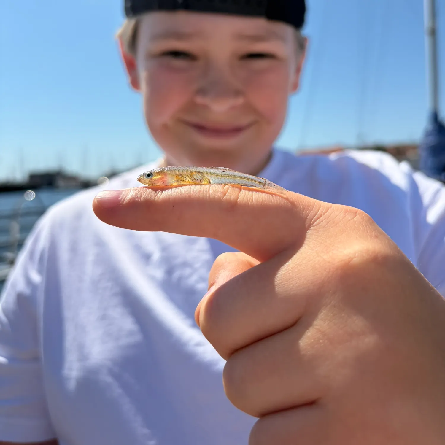 The most recent Transparent goby catches on Fishbrain