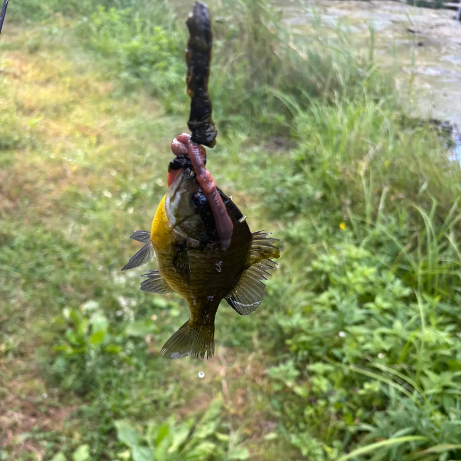 Bluegill caught on Fishbrain