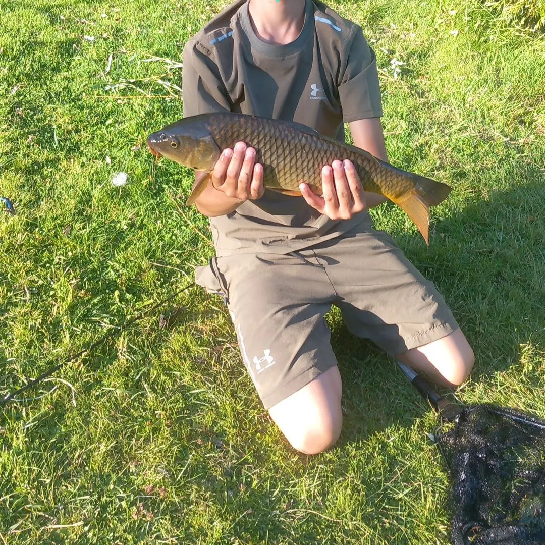 Common carp caught on Fishbrain