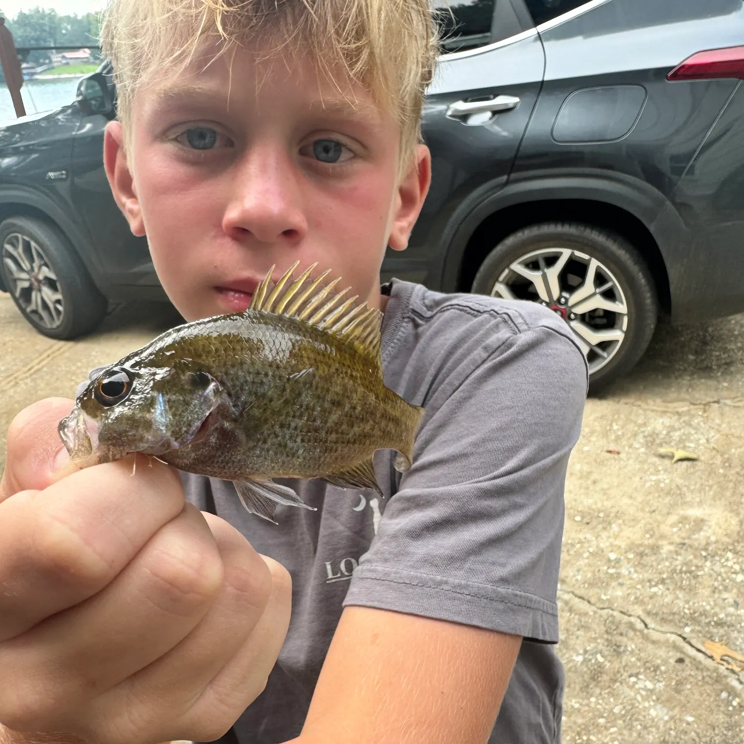 Warmouth caught on Fishbrain