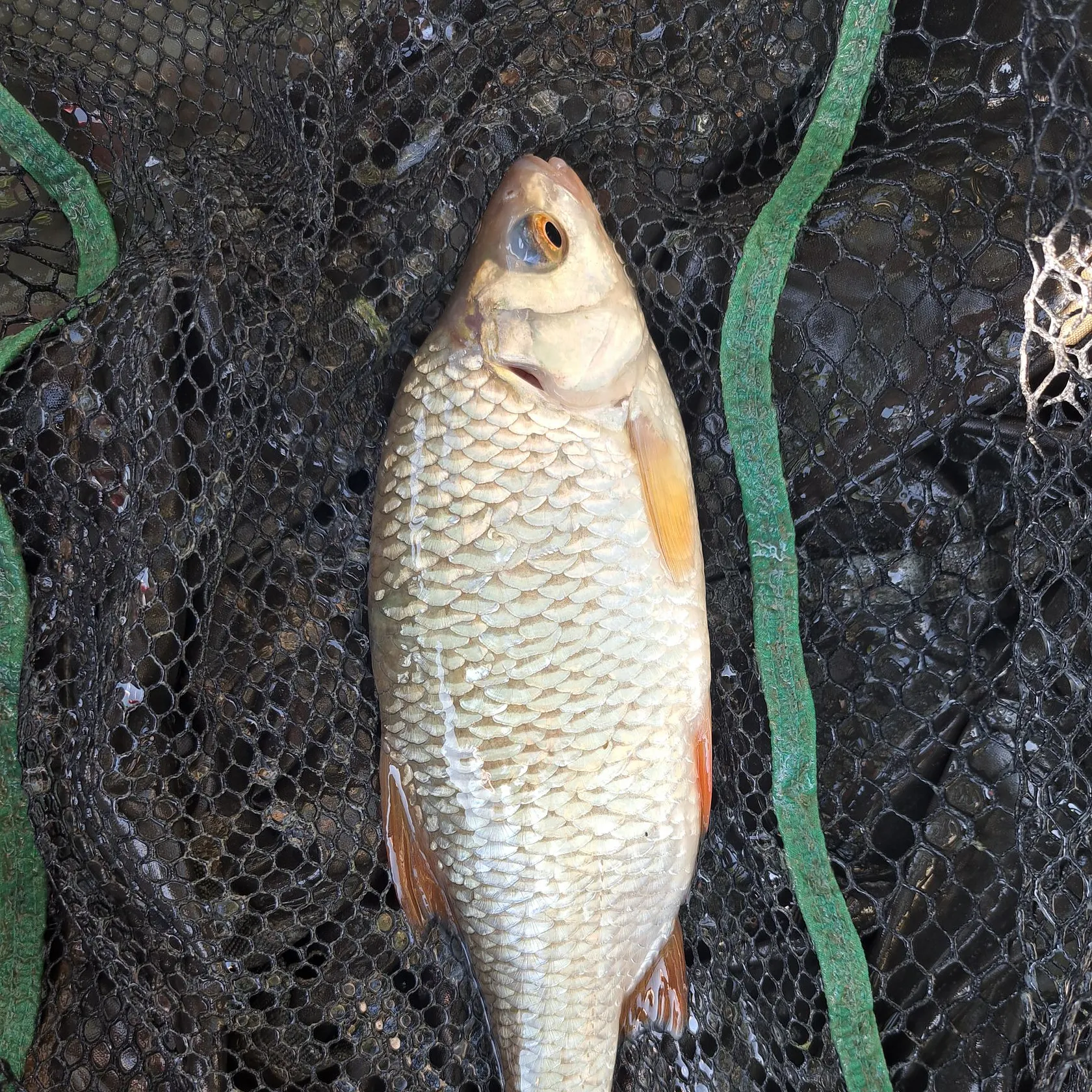 Common roach caught on Fishbrain