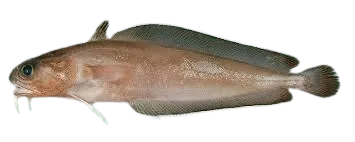 Rock cod