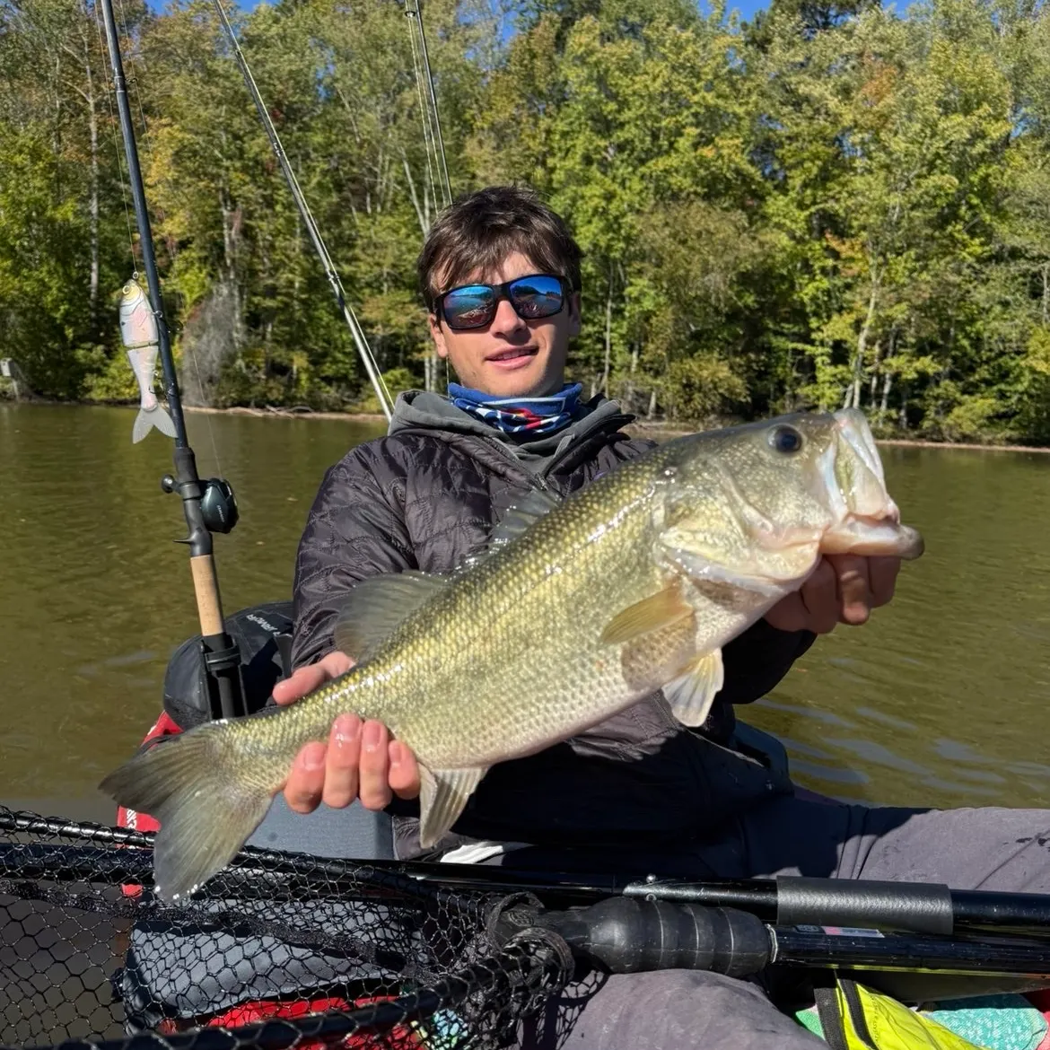 Largemouth bass caught on Fishbrain