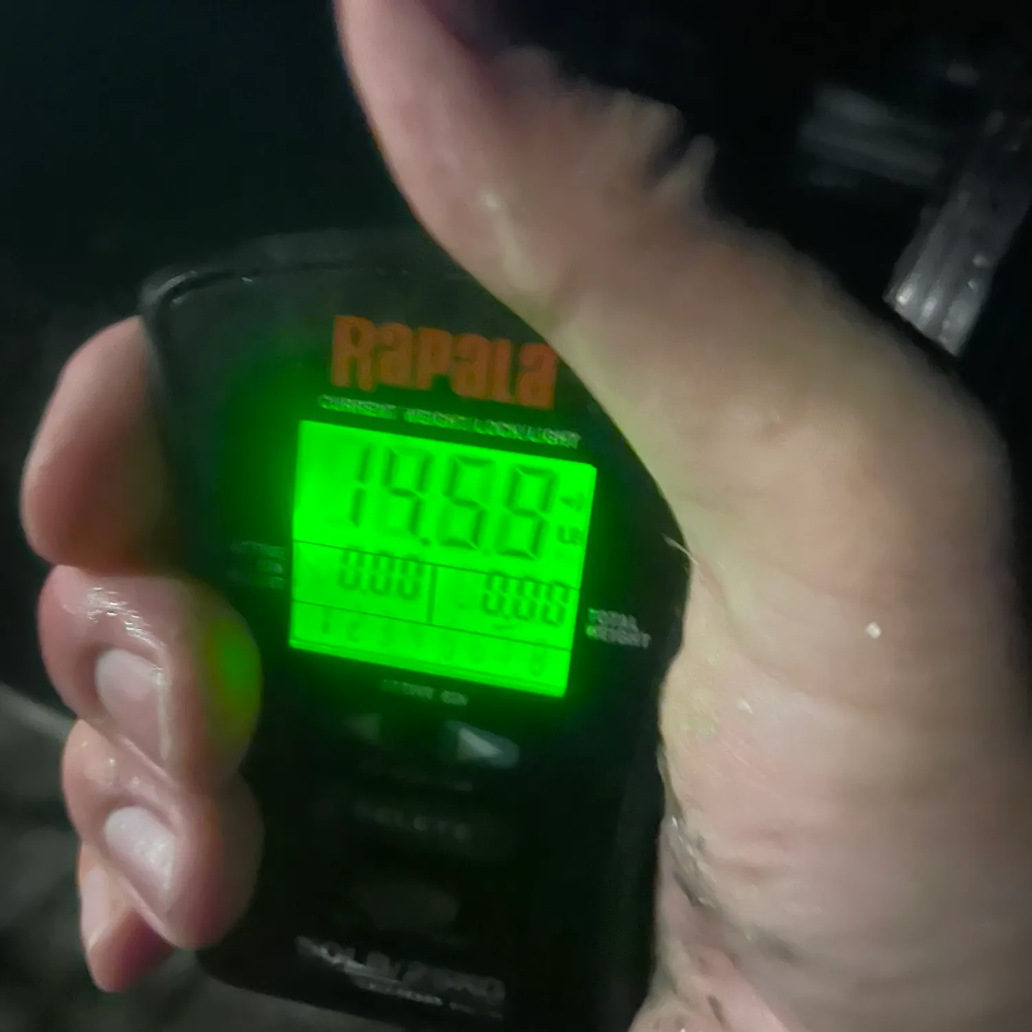 Striped bass caught on Fishbrain