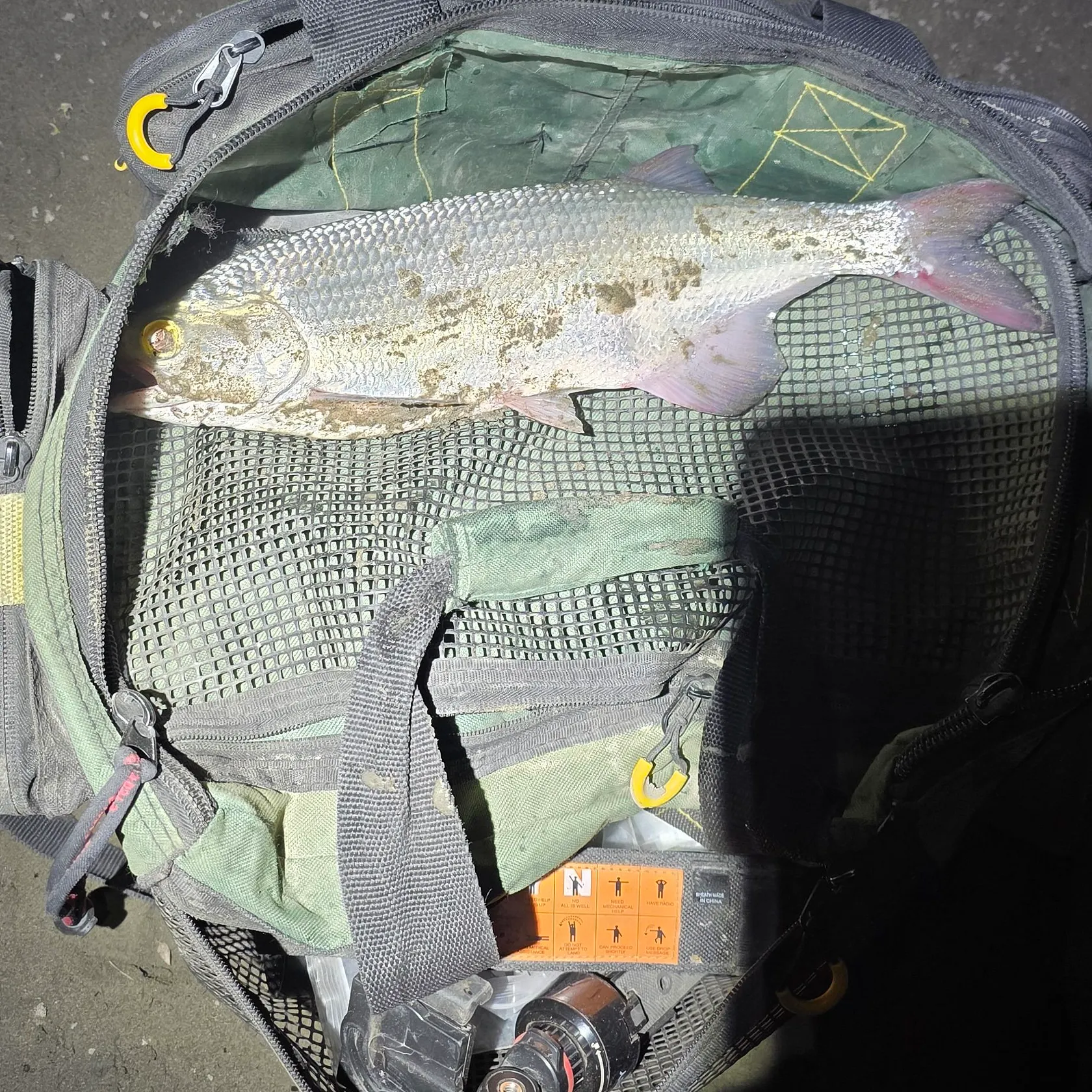 The most recent Lake whitefish catches on Fishbrain