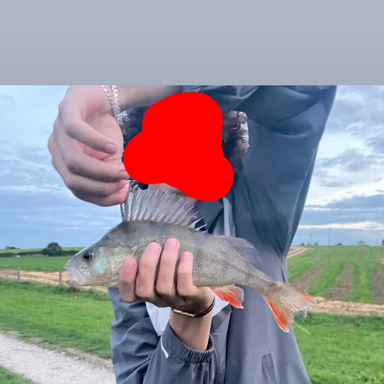 European perch caught on Fishbrain