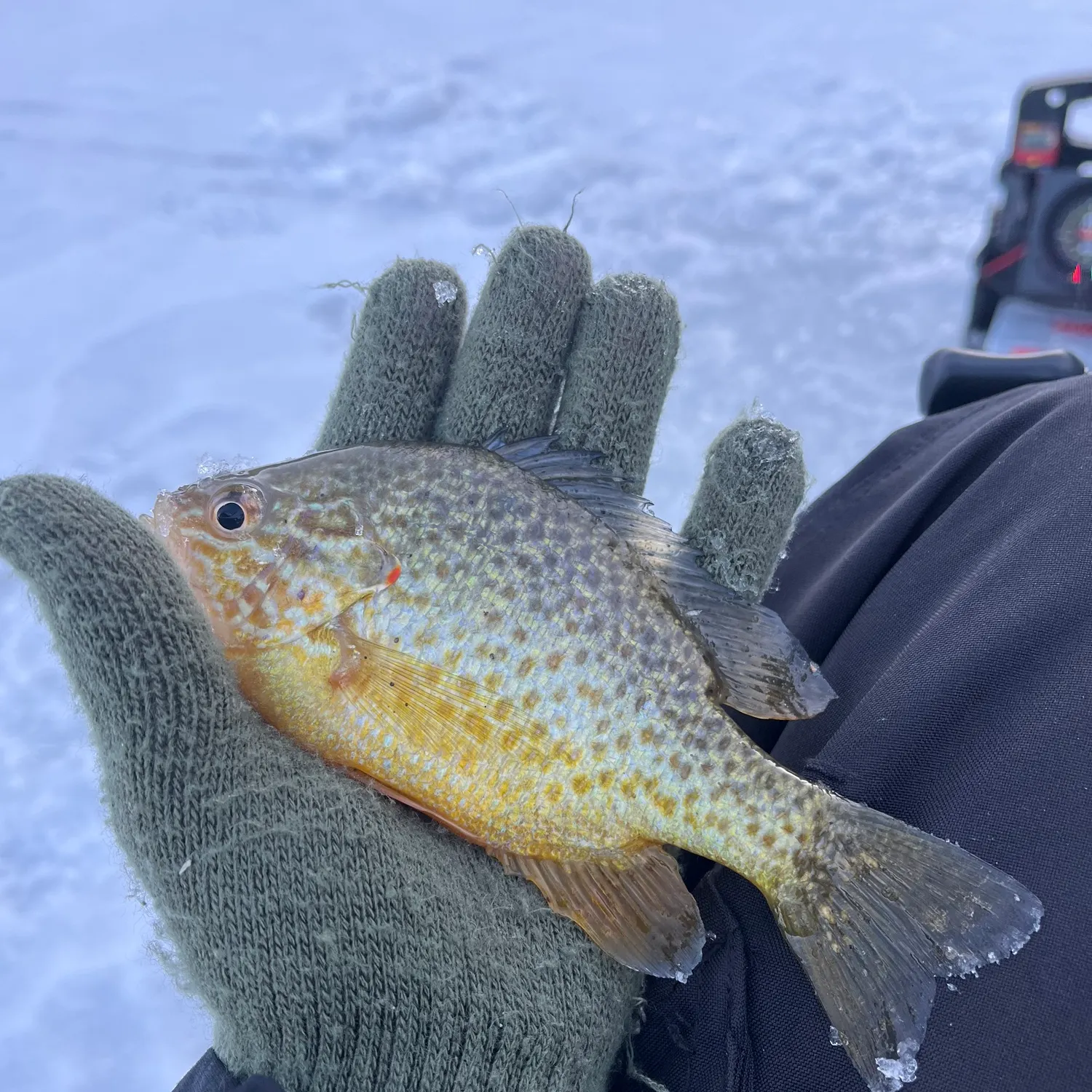 The most recent Pumpkinseed catches on Fishbrain