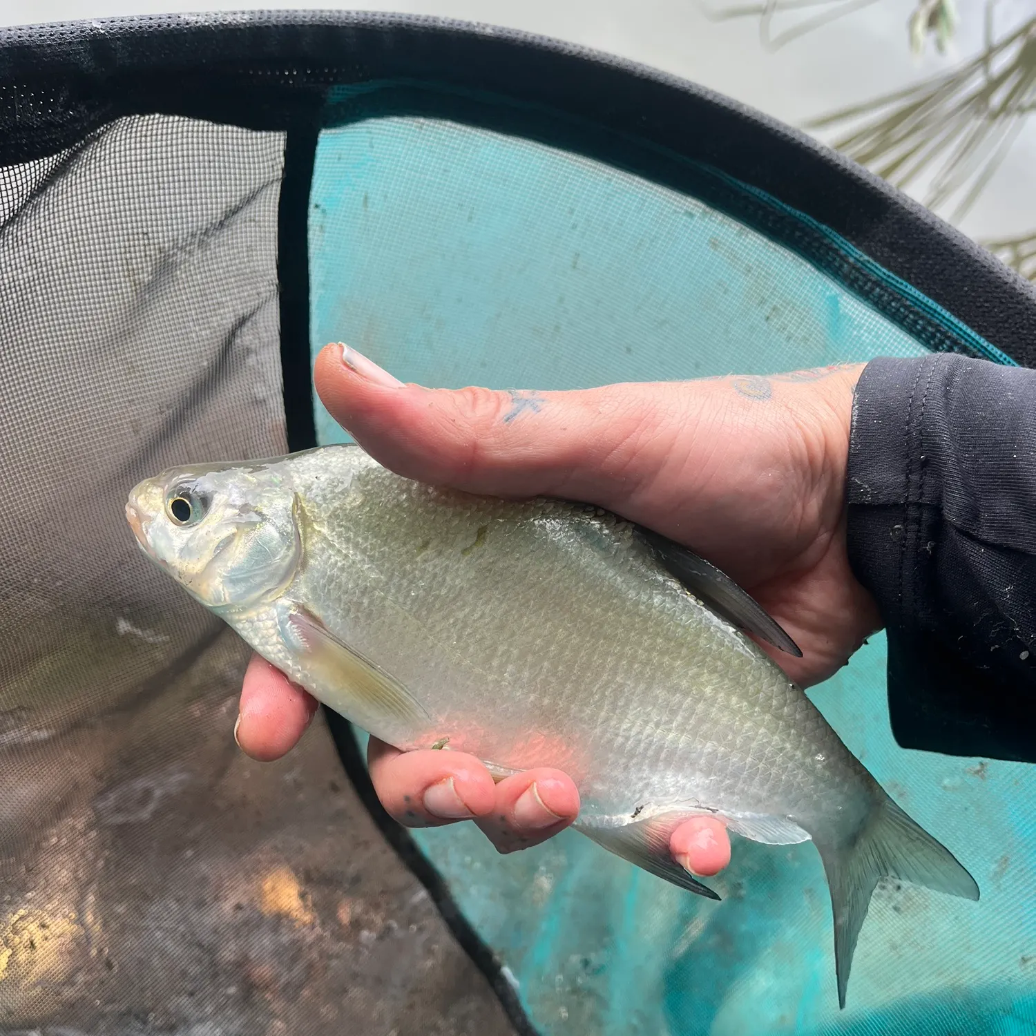 Common bream caught on Fishbrain